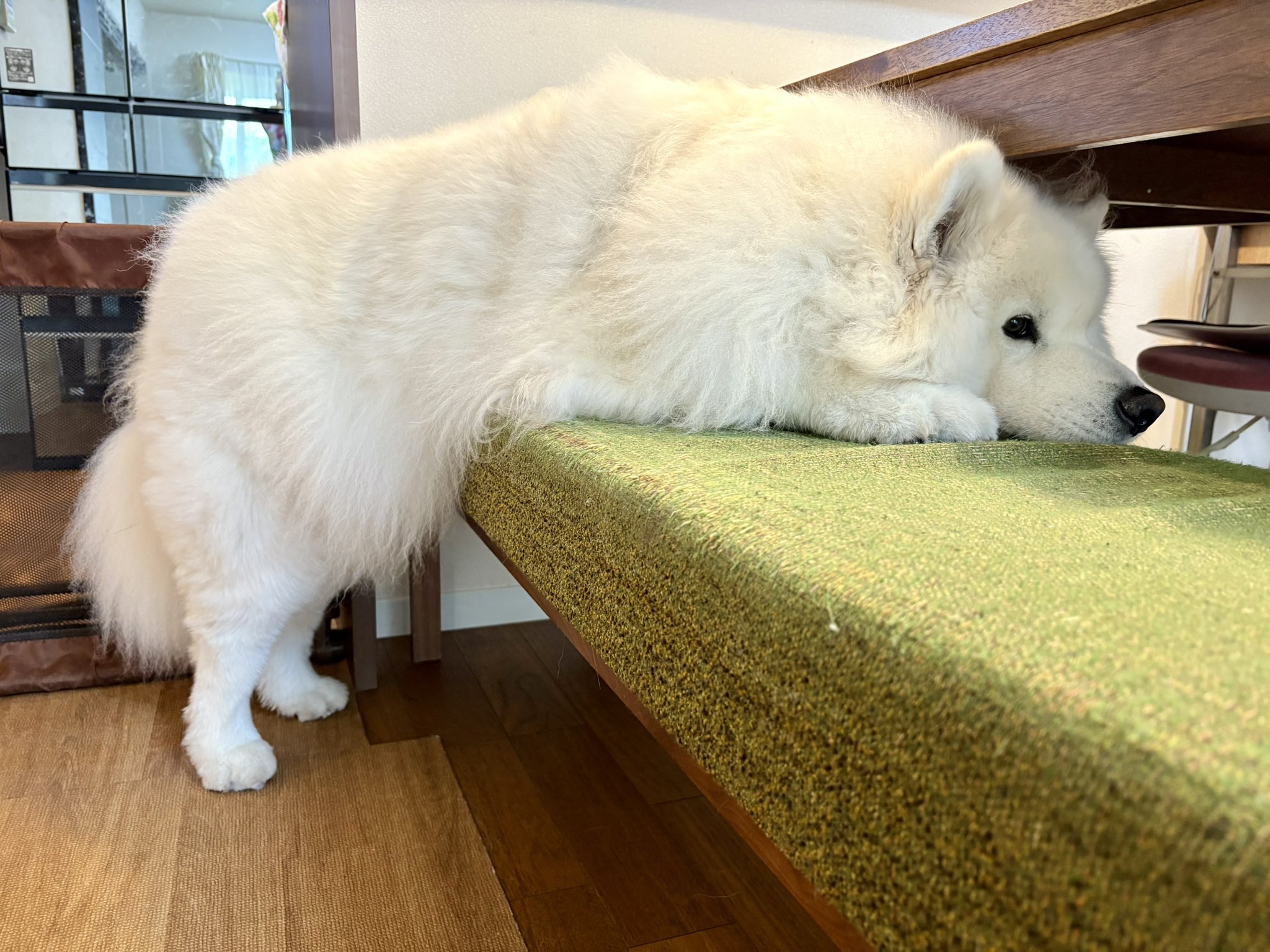 サモエドのサニー (@samoyedsunny) / X