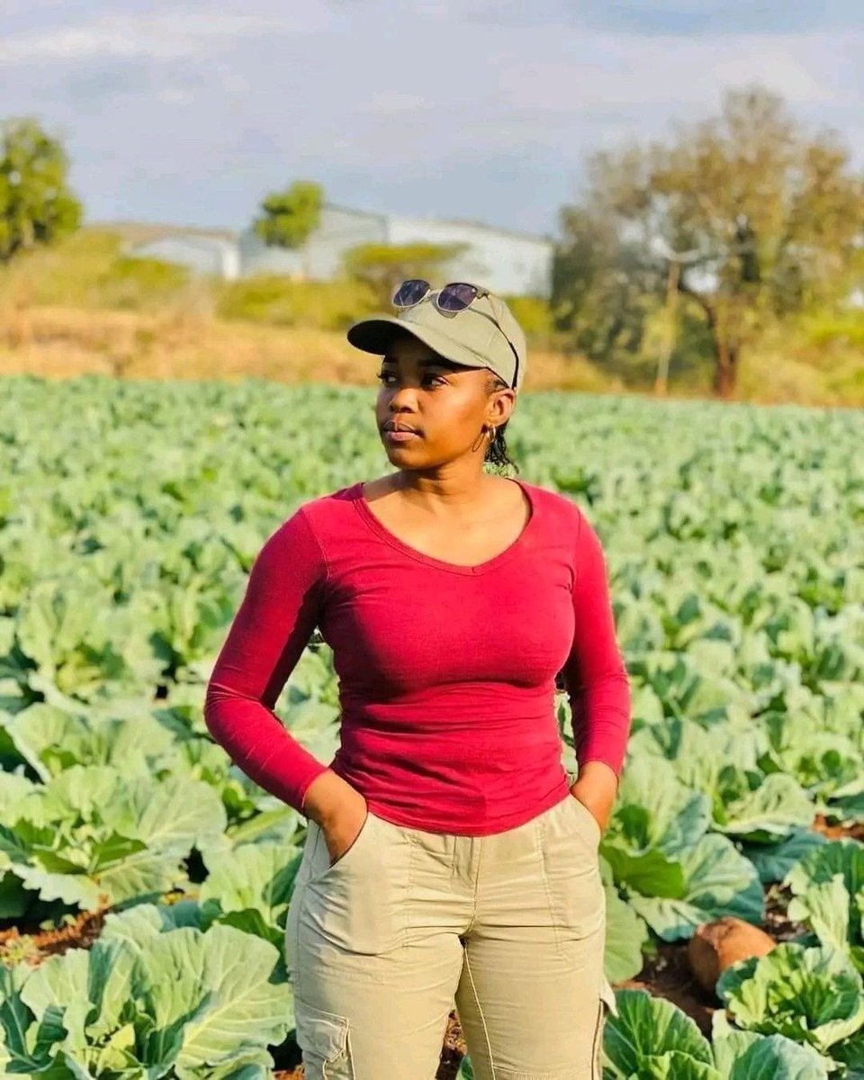 “Naija’s $2.2B agro-zones dey hot! 🌽🍅 Kaduna farmers go cash out with maize &amp; tomato processing. More jobs, less imports! Which crop you dey farm? 🚜 #NigeriaAgriculture”  #BAT