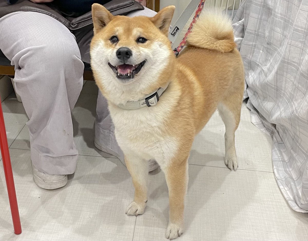 東京支部で里親募集中です！ 犬種：柴犬 名前（性別）：まめ（男の子） 年齢：2019年6月29日生まれ 保護経緯：飼い主の病気療養のため飼育放棄  面会希望の方は事前にHPをご覧の上、土日祝の11～18時にご来場ください。予約制ではありません。 https://t.co/IhV4JbBhur