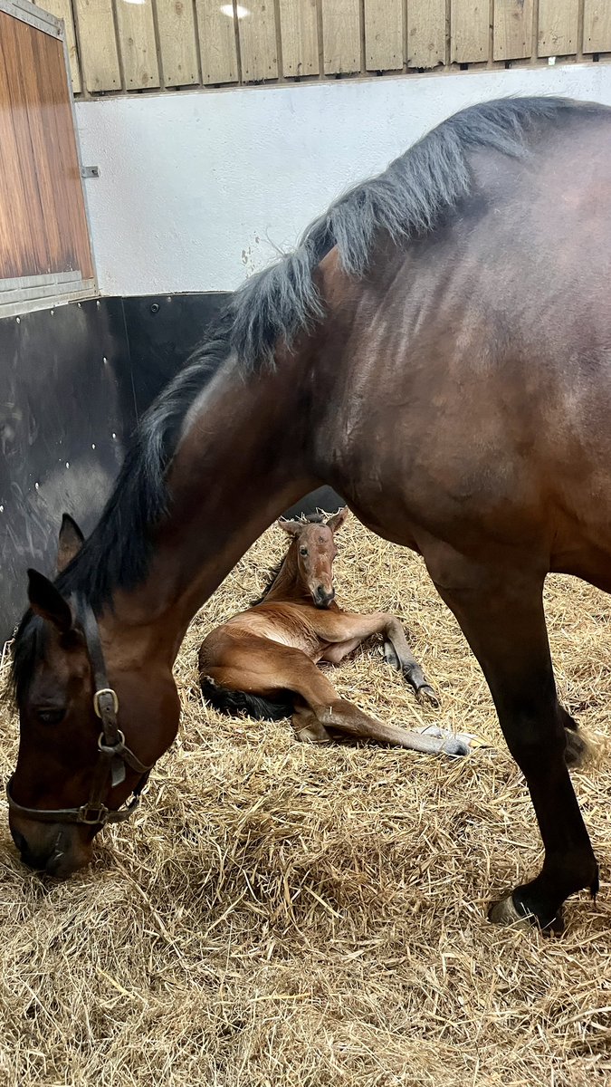 Backinforglory and her beautiful Stradivarius filly born this week 🤎🤎  #foalfriday <a href="/NatStudStallion/">The National Stud</a> <a href="/rpbloodstock/">Racing Post Bloodstock</a> #stradivarius