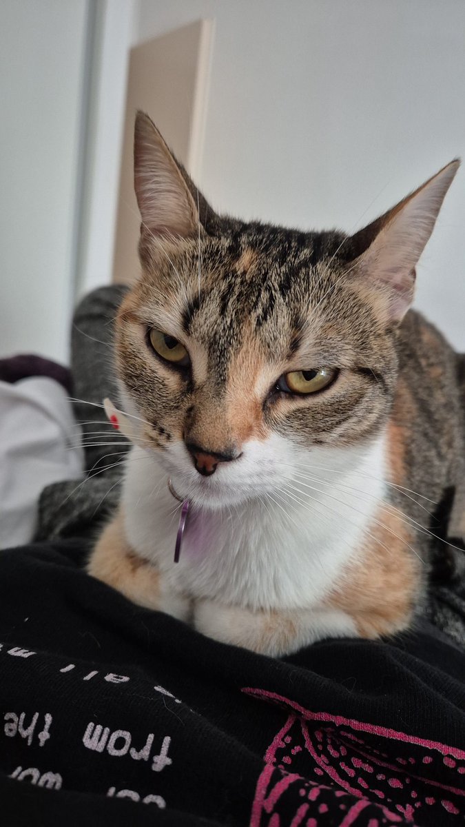 Negros gordos de re mierda hajimemashite