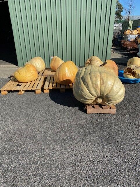 Muirs.Tas tweet media