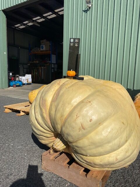 Muirs.Tas tweet media