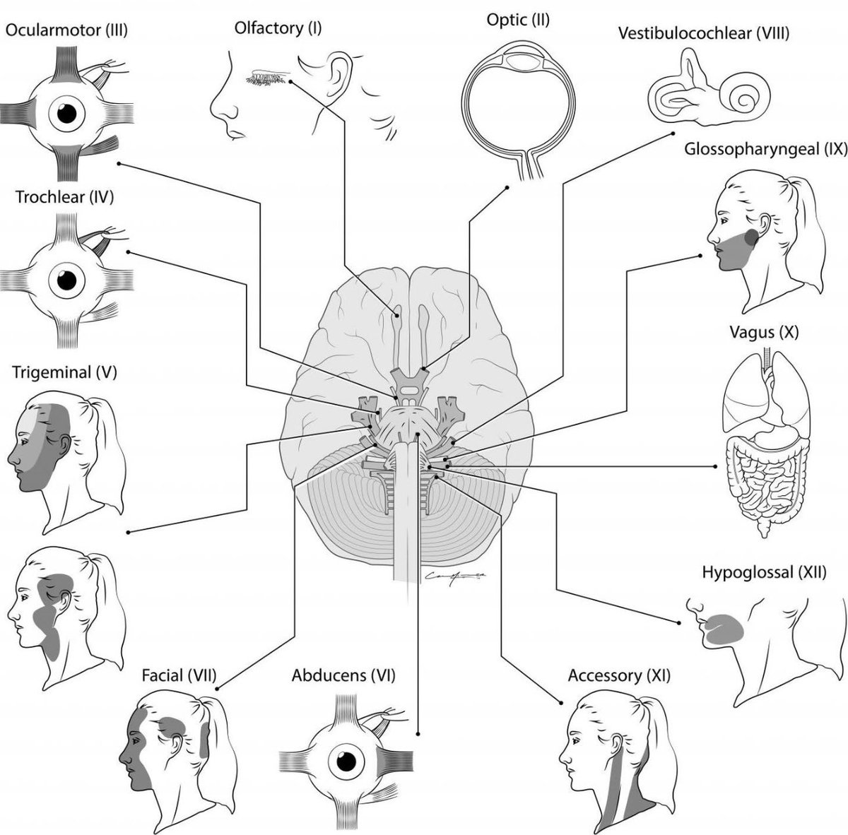 Cranial nerves