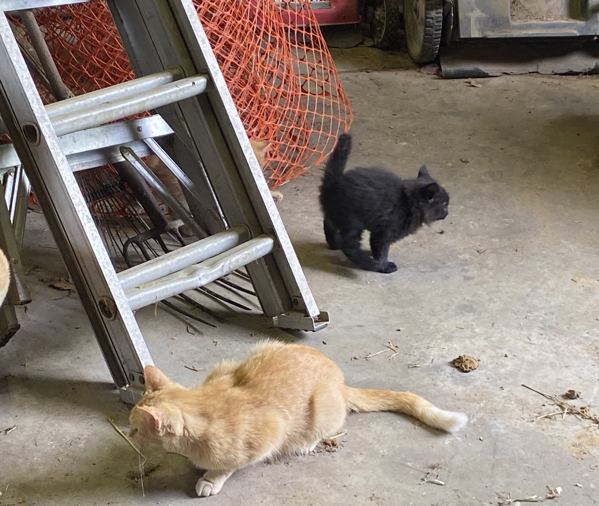 Preparing to fire afterburner!
#cats #panfur #floof #kittens #blackcats