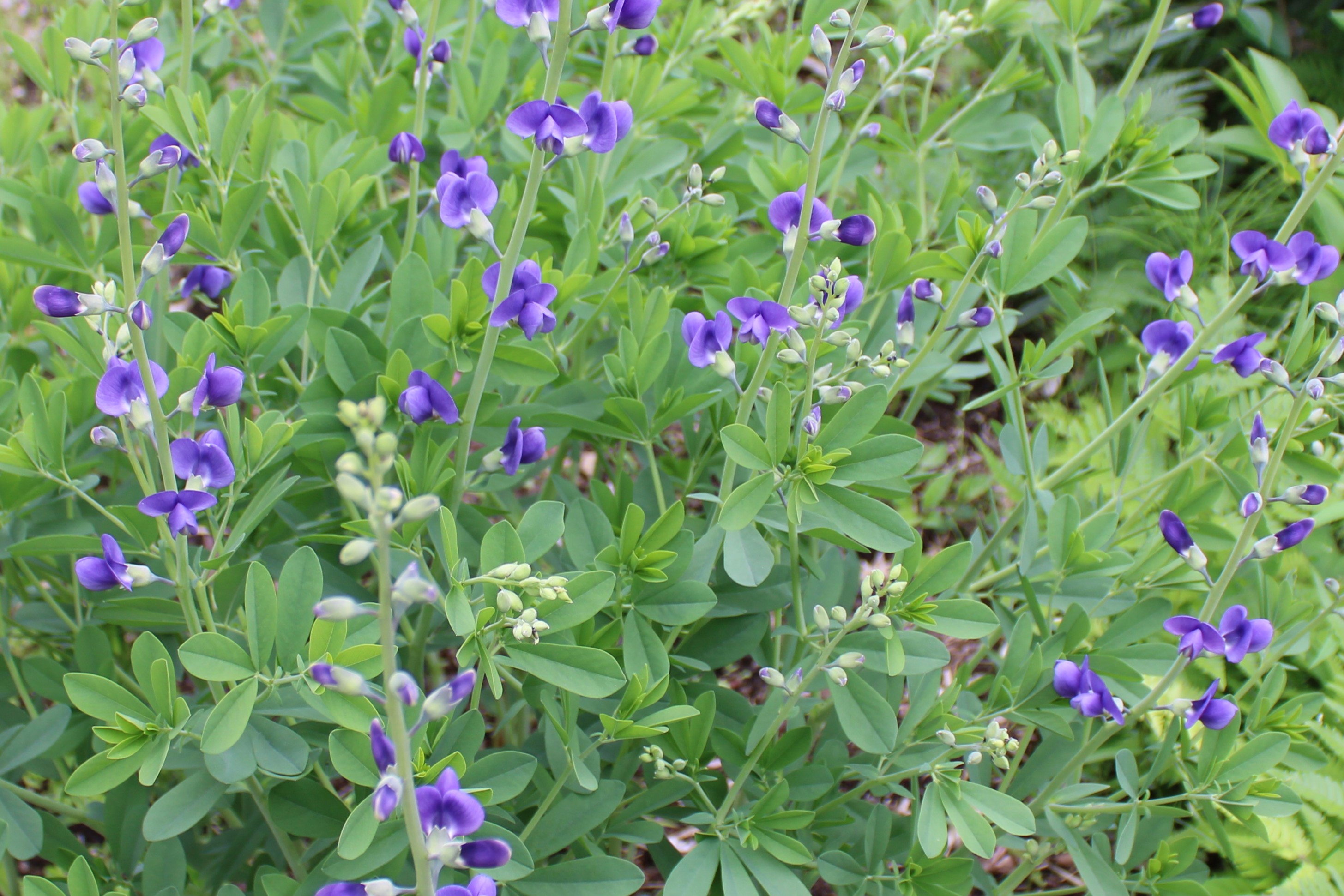 虹～紫陽花⭐ ✾紫陽花✾ on X