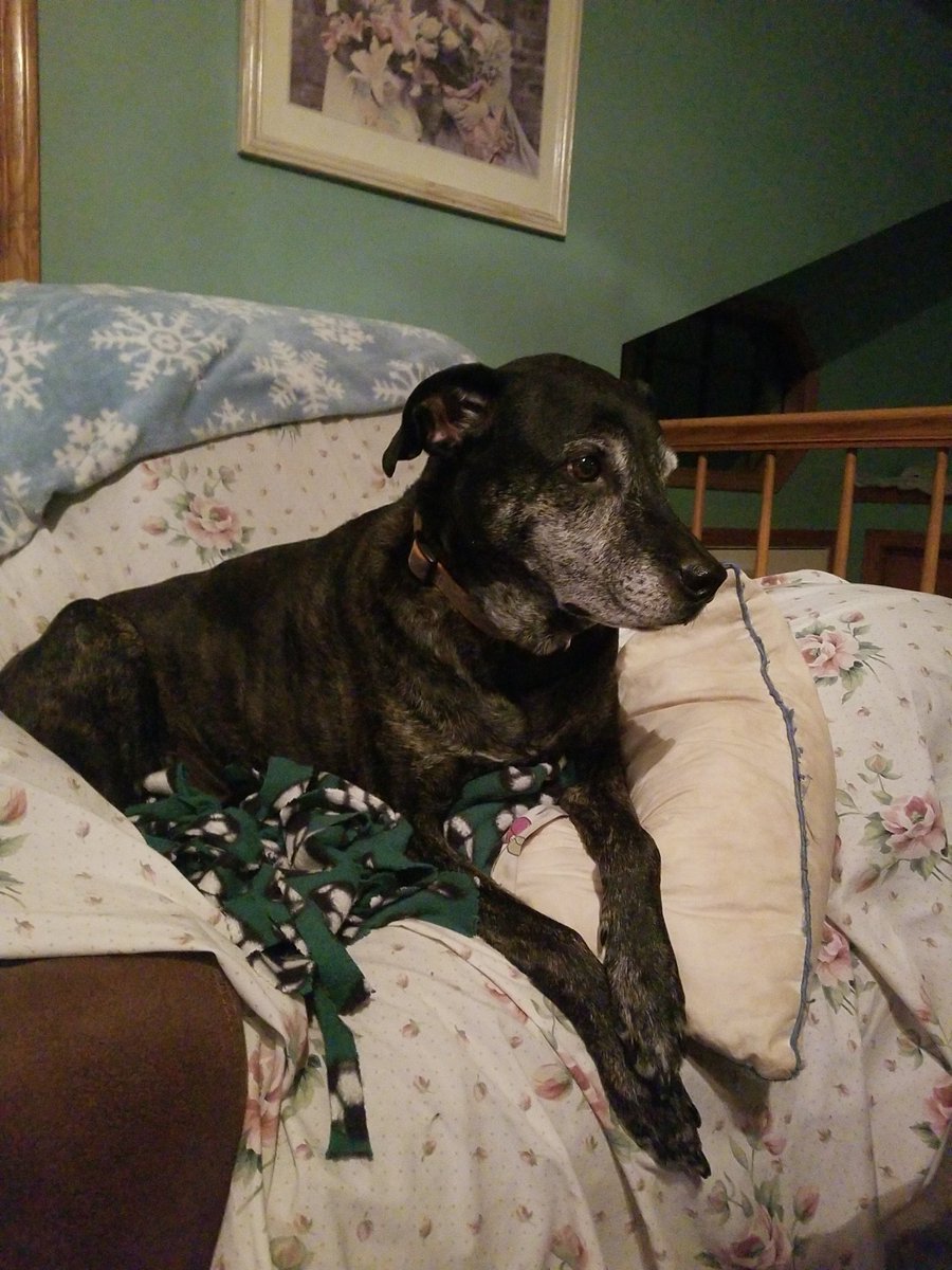 Fly high buddy....I'll miss you so much.....R.I.P Bentley 🐶🐶🌈🌈😭😭😭