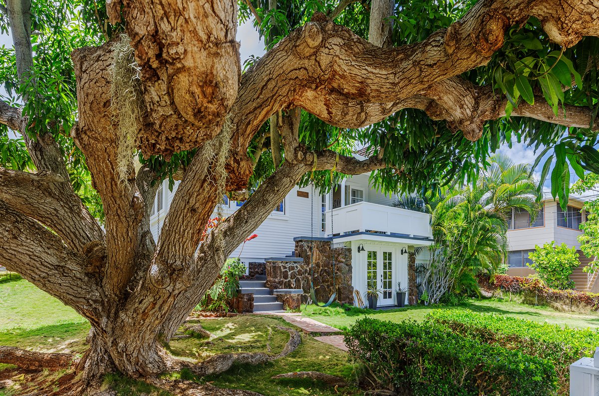 We love this gnarly old Mango tree in this Hawaii backyard.  Excellent climbing for Keiki, and the mangoes are delicious.