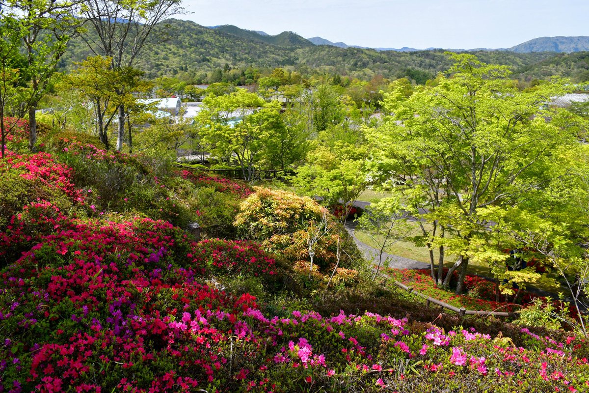 sokaboen's tweet photo. 中国平和記念墓地公園です。
園内の風景をお届けします💁

５月に入って園内では新緑が爽やかな風に揺られ、
ツツジやシャクナ��、オオデマリなどの様々な
草花が咲いています🌿🪻 https://t.co/N6rrj4mB3b