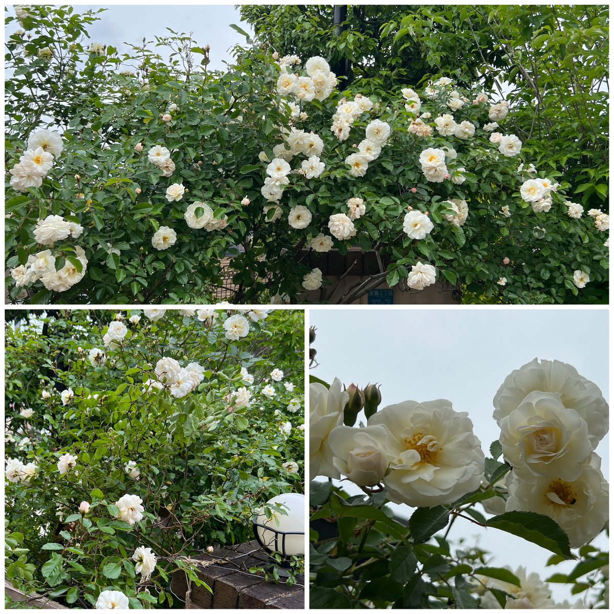 barba_mama's tweet photo. 雨☔の前に🌹 https://t.co/RC1r7gP6J7