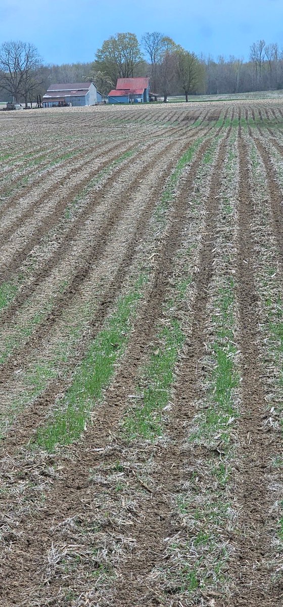 Moving right along . Corn, beans and millets all going in. #ontag #alwaysgrowing #vanmeerfarms 
#corn