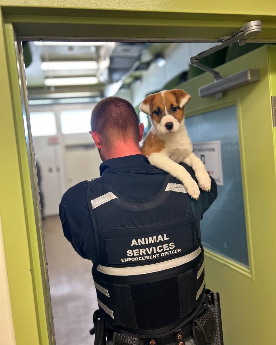 The team has been very busy the last few days, trying to keep up with the high call volume and managing a nearly full shelter. Our Officers have been responding to multiple loose dog calls every day, with a majority of the impounded pets not getting claimed. Please be patient.