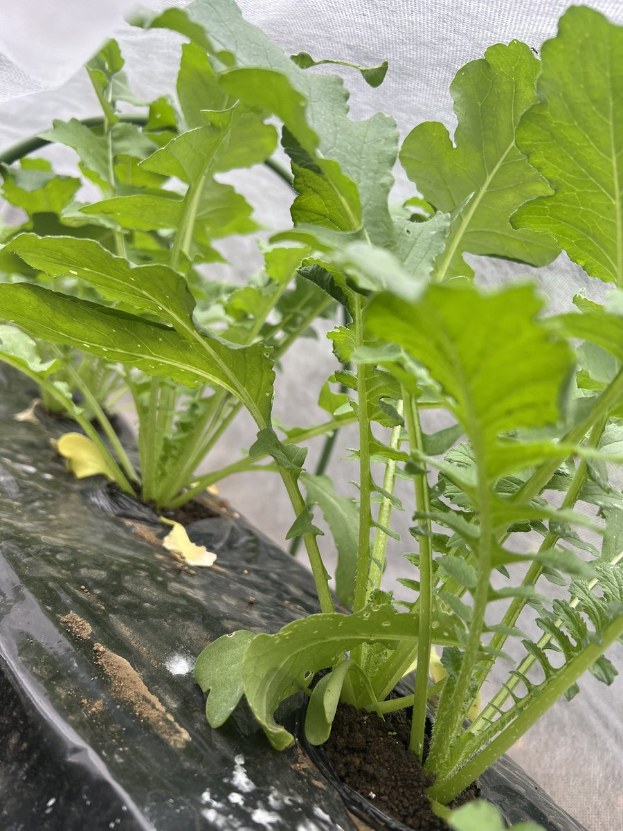 おはこんにちばんわ✨なおちこです☺️

夕方以降、雨みたいです☔️
頭痛さんがきませんように🙏🏻😣

ミニさんと、夏大根さん🌱
ミニさんの勢いいい感じですね💡
夏大根さんは前もやりましたが
葉も根もシャープな感じです😉👍🏻
いや、肥料少ないのかな💧

#家庭菜園
#ミニ大根  #夏大根