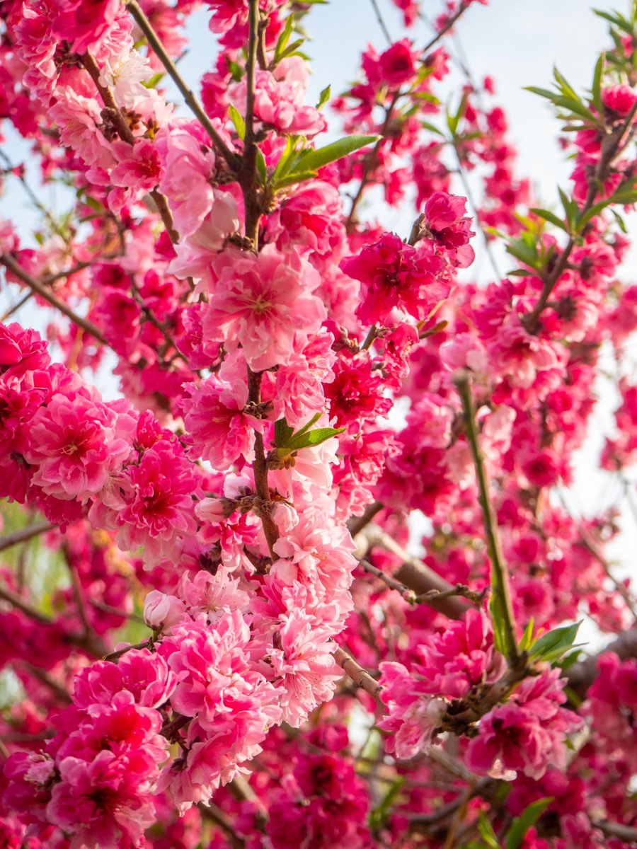 VisitBeijingcn's tweet photo. Named after the historic Changchun Garden—part of the “Three Mountains and Five Gardens”—Changchun #Park carries the charm of classical gardens and natural beauty. it’s a great place to relax, exercise, or enjoy time with family and friends. #BeijingParks #VisitBeijing https://t.co/LjEZ2kefPa