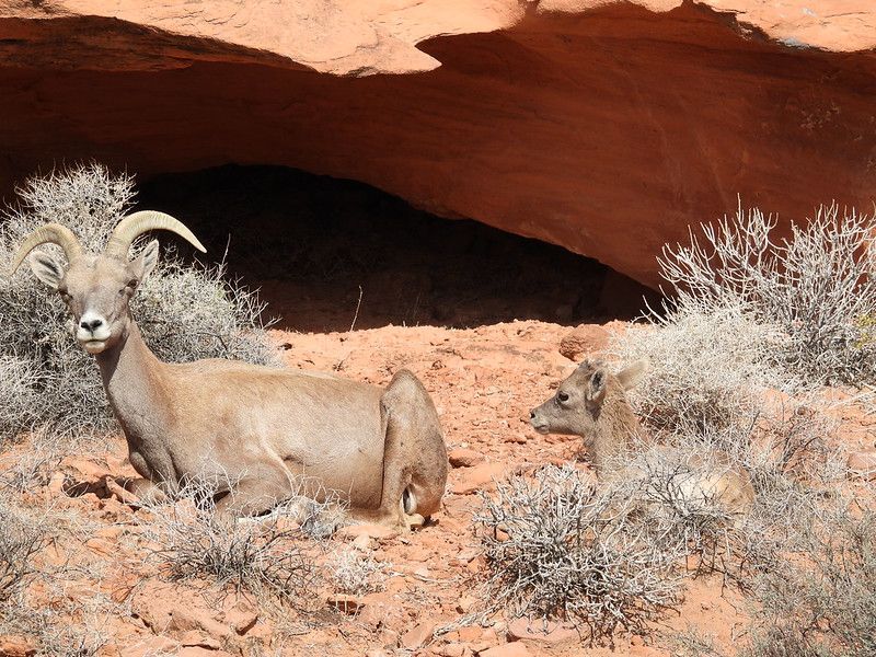 Want to escape the trade show floor? Ride 50 miles into the Mojave with a Marine and discover why this tour is anything but ordinary; register now.  buff.ly/EcVONtO