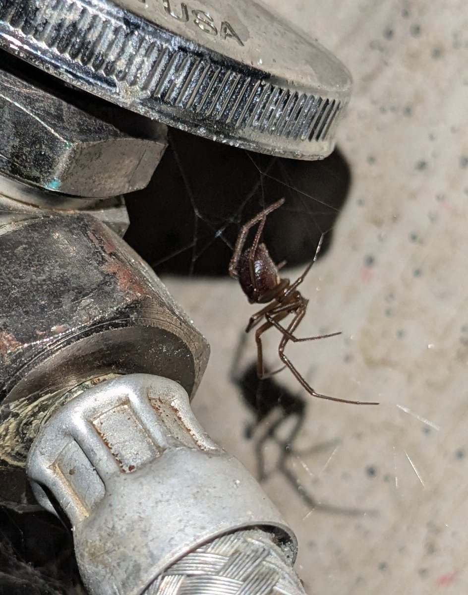 pablo rivero (@pablorivero) on Twitter photo Hola <a href="/Arachno_Cosas/">Soy aracnólogo, pregúntame lo que quieras</a> es viuda? La tome en CDMX San Ángel, gracias Hola <a href="/Arachno_Cosas/">Soy aracnólogo, pregúntame lo que quieras</a> es viuda? La tome en CDMX San Ángel, gracias