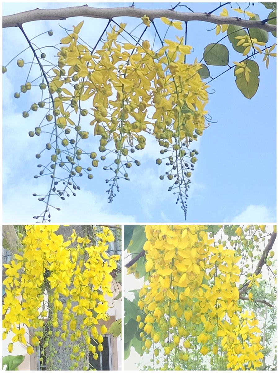 เห็นภาพที่หน้าบ้านอันสดใสแล้วสบายใจ ดอกคูน! นี้บอกอะไรเราได้เยอะเลย...😀