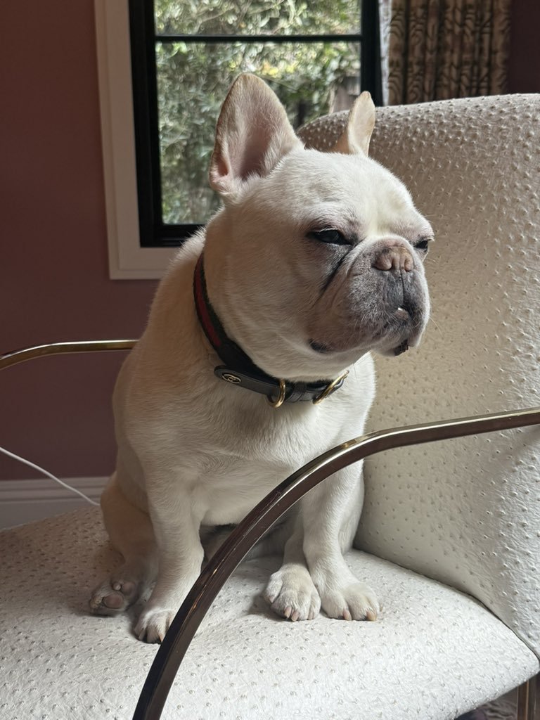 PromptedPixels's tweet image. &quot;I uploaded the first picture and asked ChatGPT to give him some friends and voilà… I am now looking to procure several French bulldogs.&quot;
Credit: @brooke