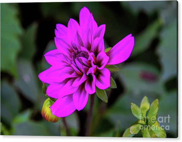 #Flowers
