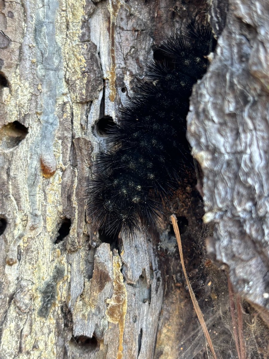 One of my students came across this beautiful and somewhat creepy looking insect. This thing is huge!