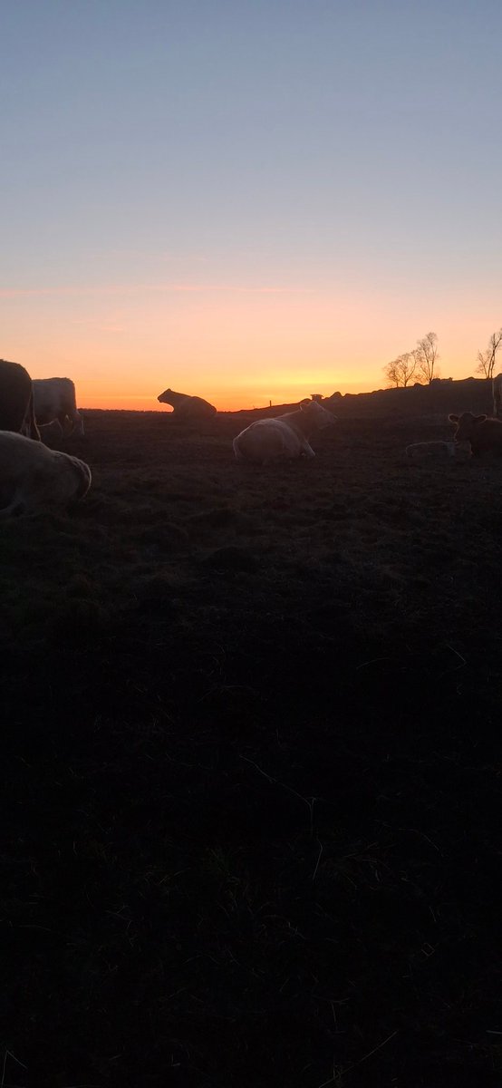 -7 last night, -4 tonight but things are drying up. Most of the snow is gone. Some left in the bush.