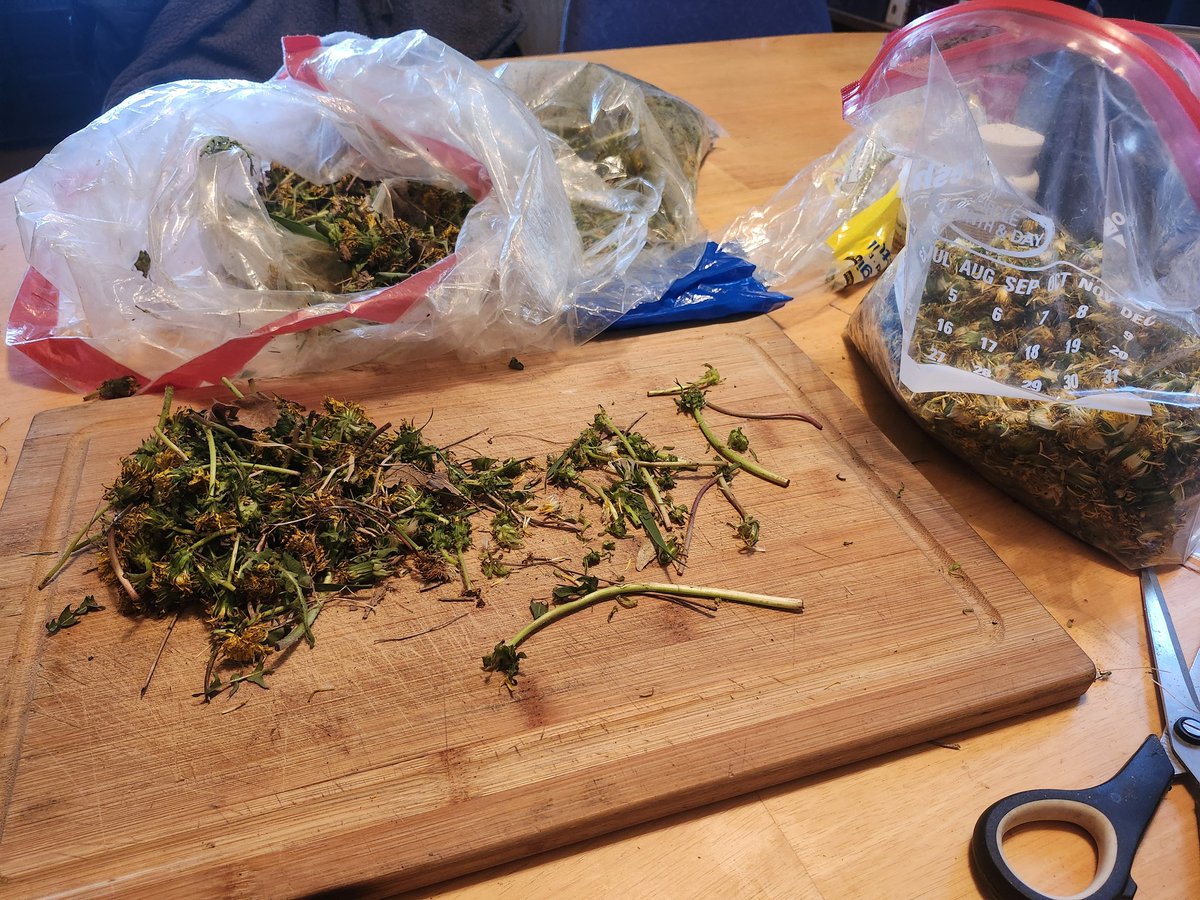 compostfetish's tweet image. Harvesting  #Dandilions  for wine and #BDPrep506 #biodynamics #biodynamicfarming #organicfarming #farming #organic
