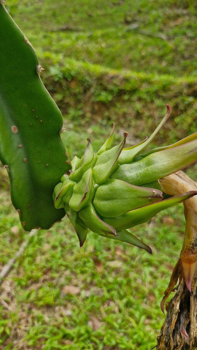 chewmeiling's tweet image. At our farm, we take things easy. One dragon fruit at a time. LOL.
