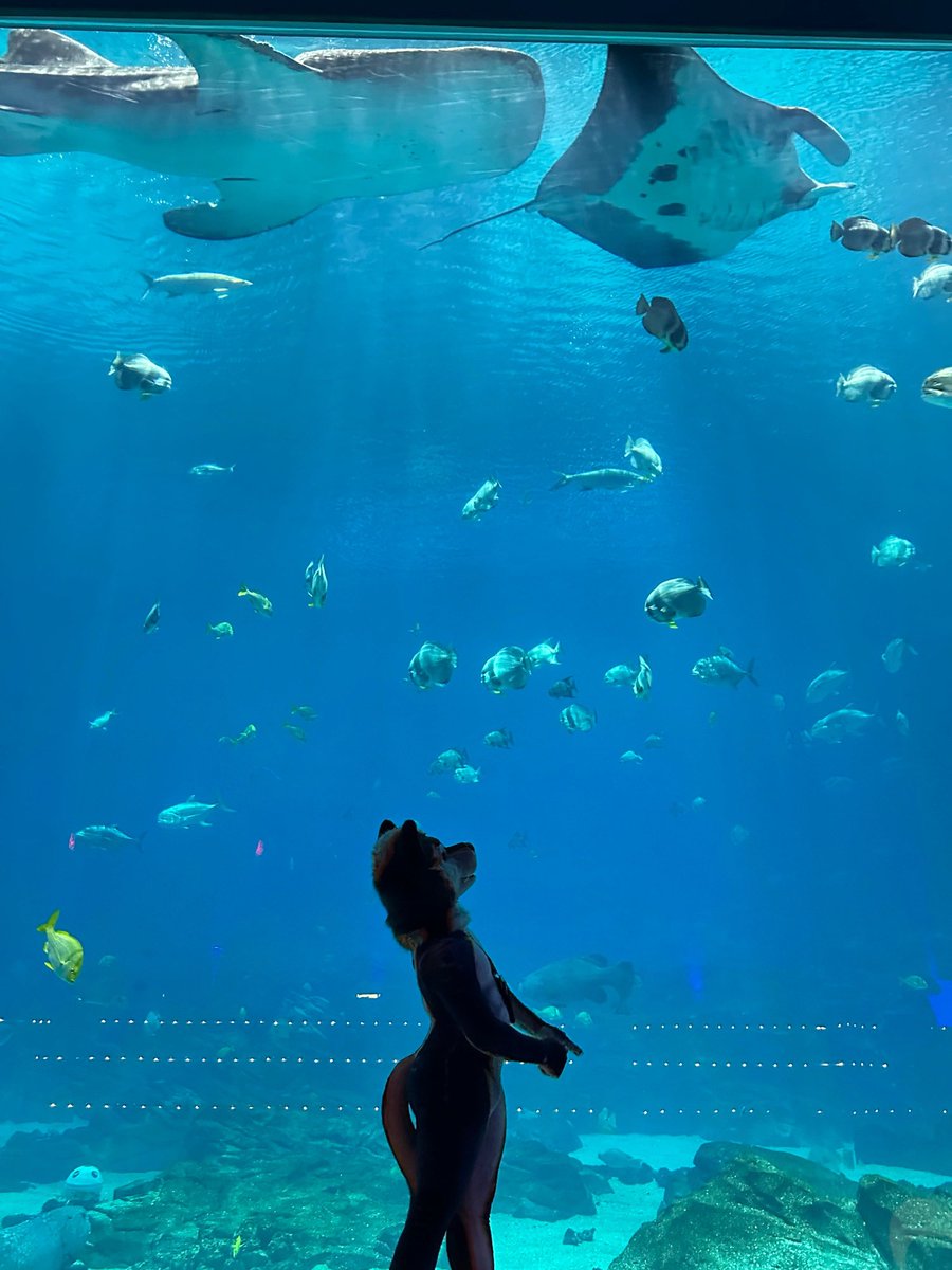 sponte (skwolf) tweet media