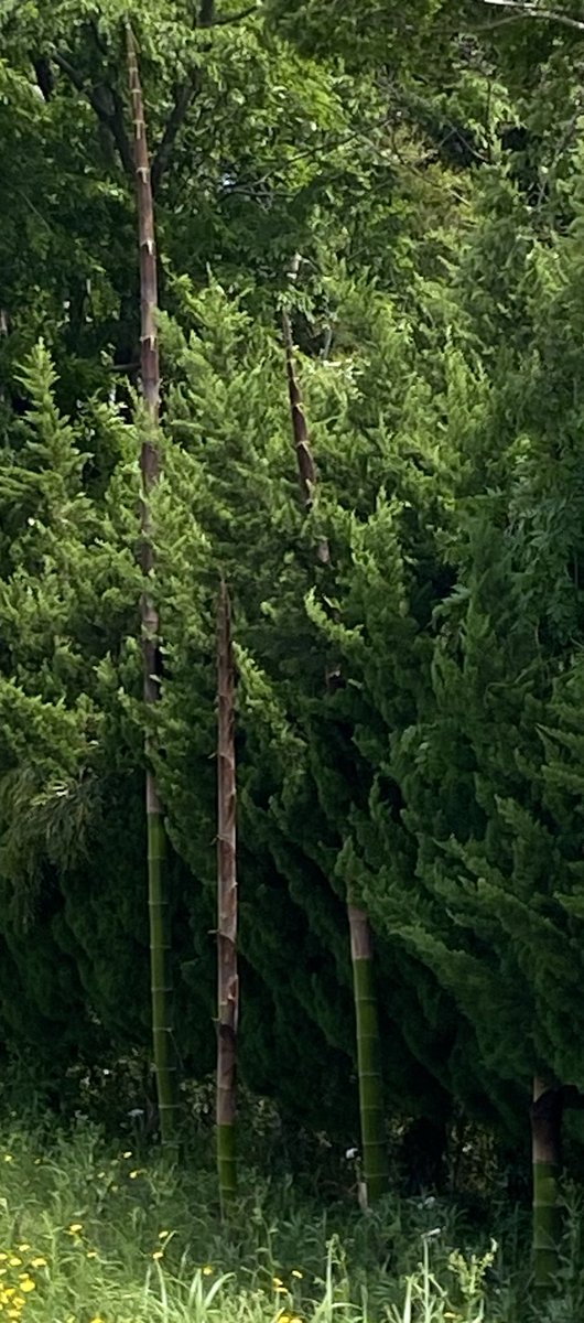 人生が暇過ぎてタケノコの
成長を見守るのが趣味になりつつある