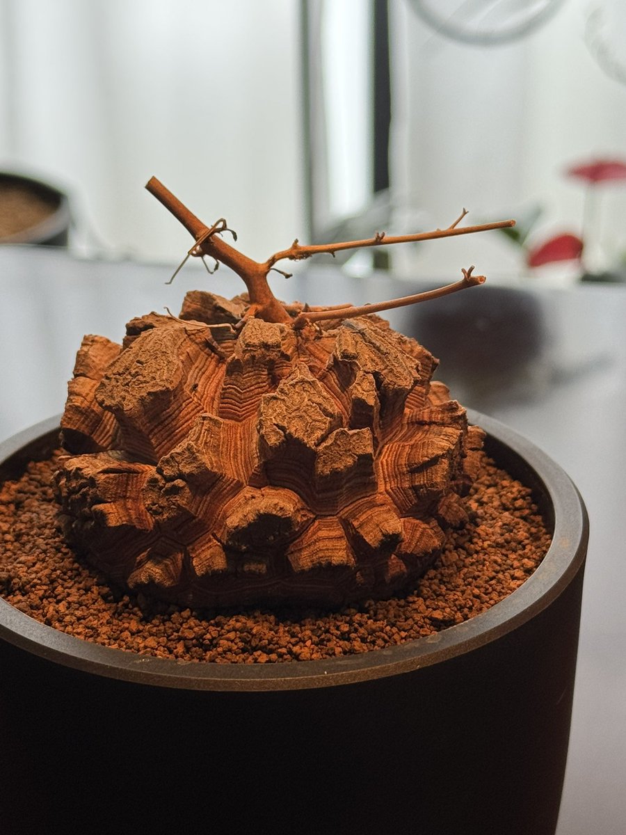 tomo_shimazu's tweet image. 魔力にあがらえなかったWAVEじゃ無くて亀甲竜。太くて立派な新しい発根も確認できました。この鉢じゃ窮屈かなぁー
#亀甲竜
#Dioscorea 
#elephantipes