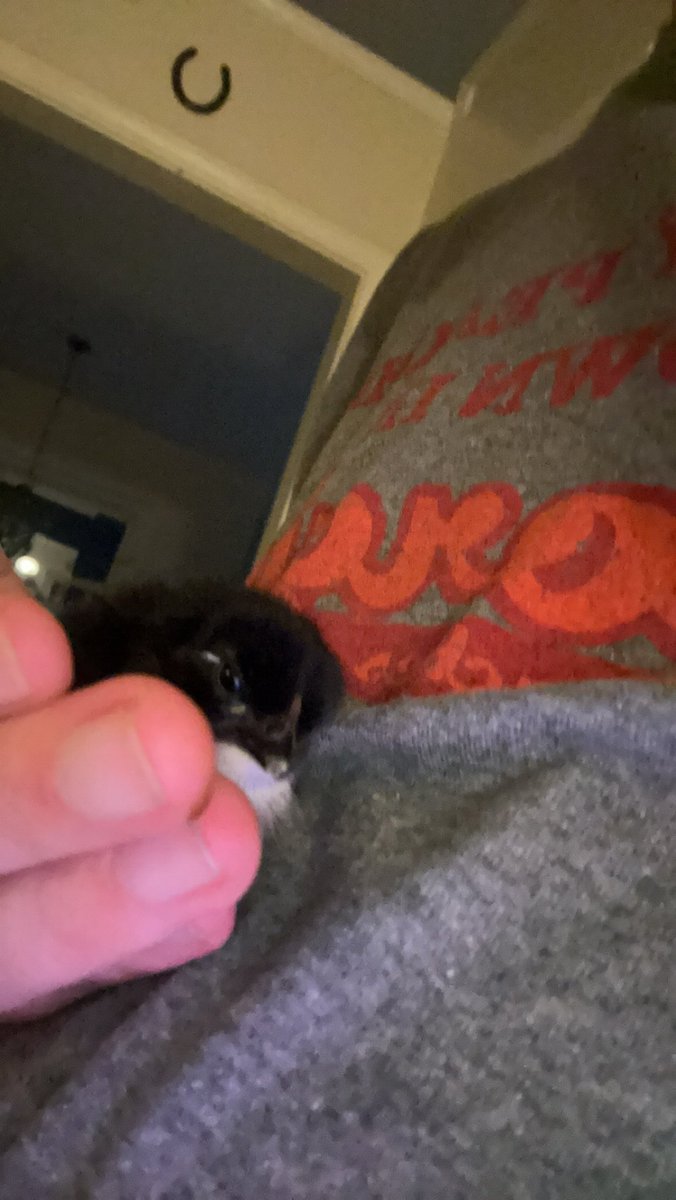 Excuse my ugliness but! Meet the new little one she just hatched yesterday so she’s so little and soft ☺️🥰