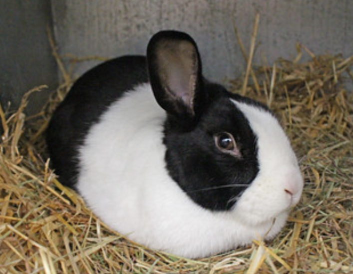 Ammantiax's tweet photo. Do your rabbits rest with eyes open?
That’s not fear—it’s instinct.
Rabbits sleep lightly with open eyes for safety.
Provide safe, dim resting zones to reduce stress.
#AgriHopperObservations #RabbitBehavior https://t.co/uvFyukdXrP