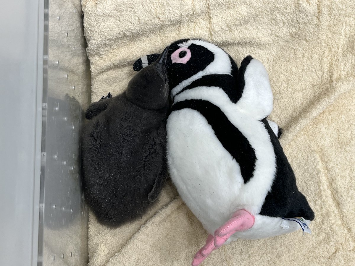 Sumida_Aquarium's tweet photo. 21日齢のあられ🐧
大きなお部屋に移動しました！
毎日おともだちと仲良く休んでいます🐧

#すみペン赤ちゃん日誌 https://t.co/KRqhB0f1TI