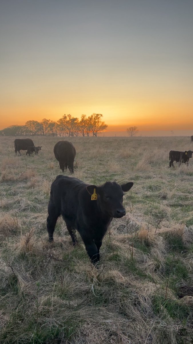 Mitch Dahl tweet media