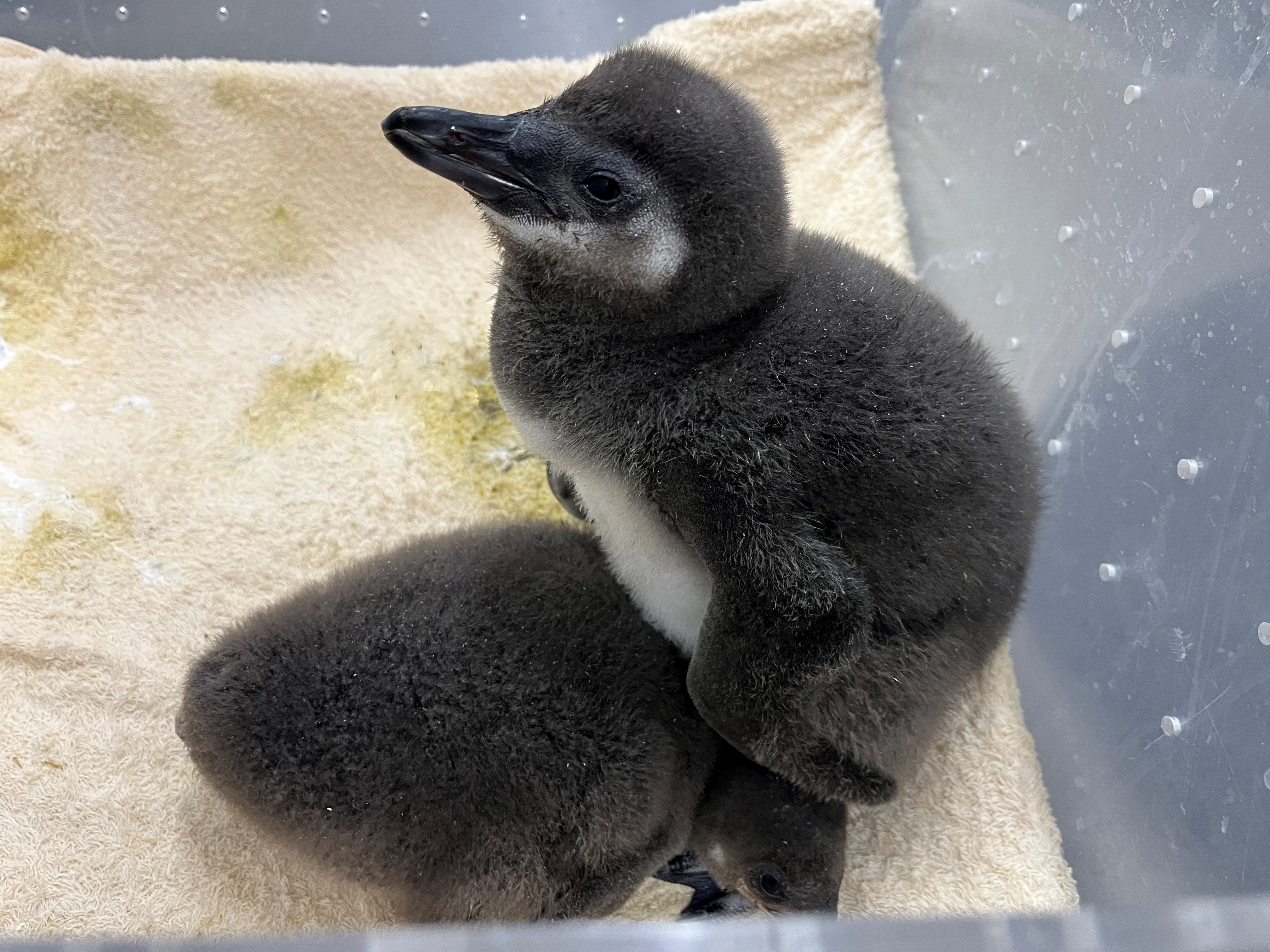 すみだ水族館【公式】 on X: 