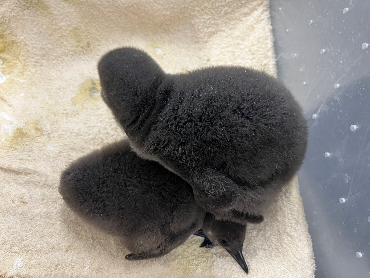 すみだ水族館【公式】 on X