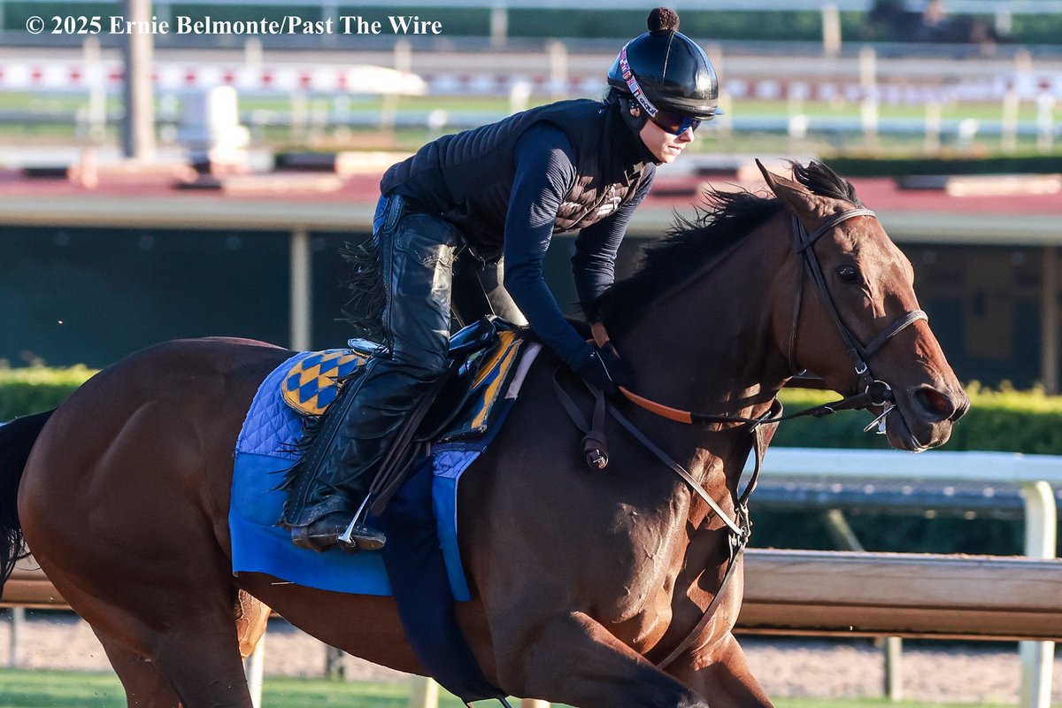 Richi galloping this morning.