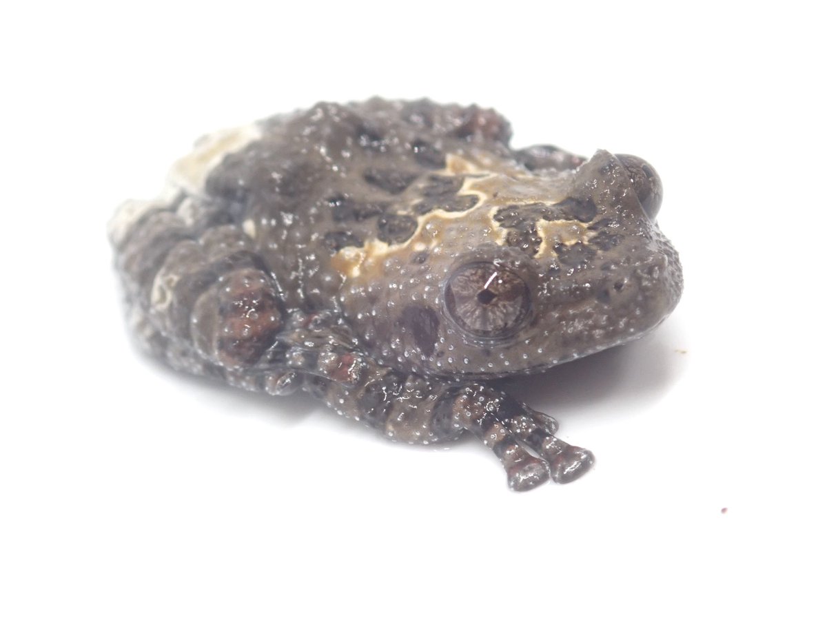 Bug Bug bugs□11/2 エキスポ東京 on X