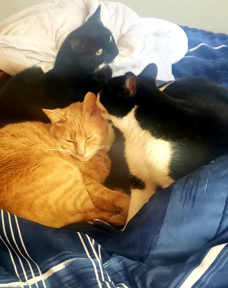 Kitten 🌈, Figaro, Shadow, & Spike 🧡💙💙💙 tweet media