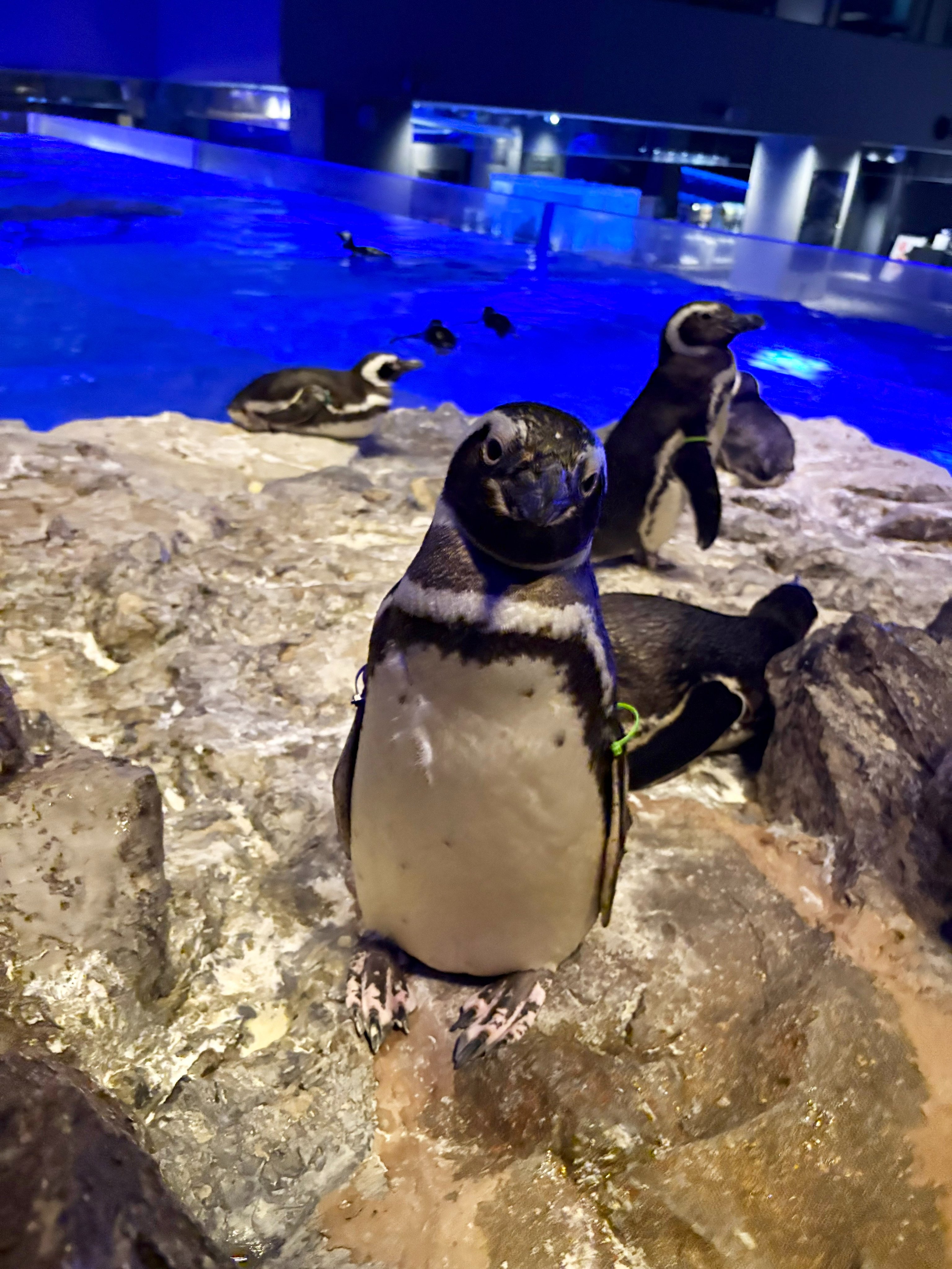 すみだ水族館【公式】 on X: 