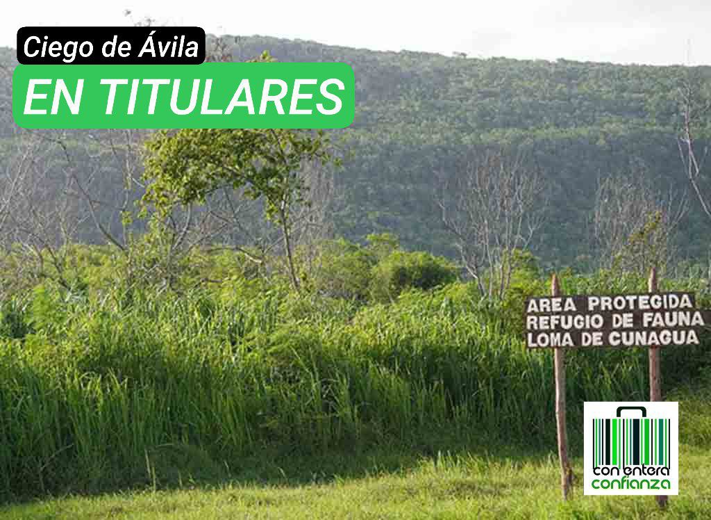 El refugio de fauna Loma de #Cunagua está hoy entre los espacios naturales más acogedores para el desarrollo del ecoturismo en esta central provincia de #Cuba.
#RadioTaino