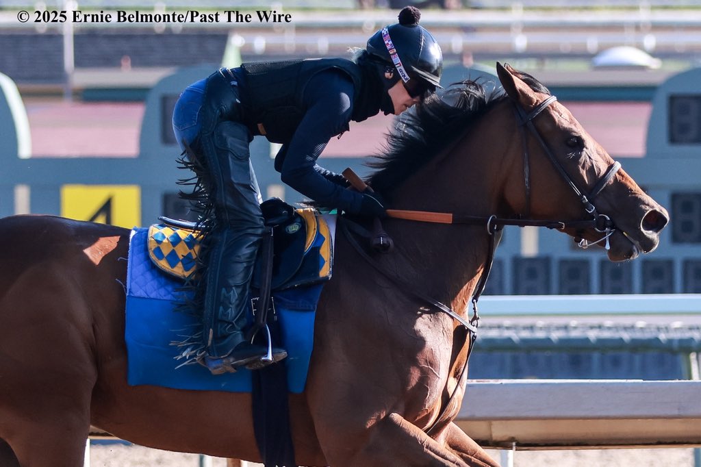 Maysam galloping this morning.
