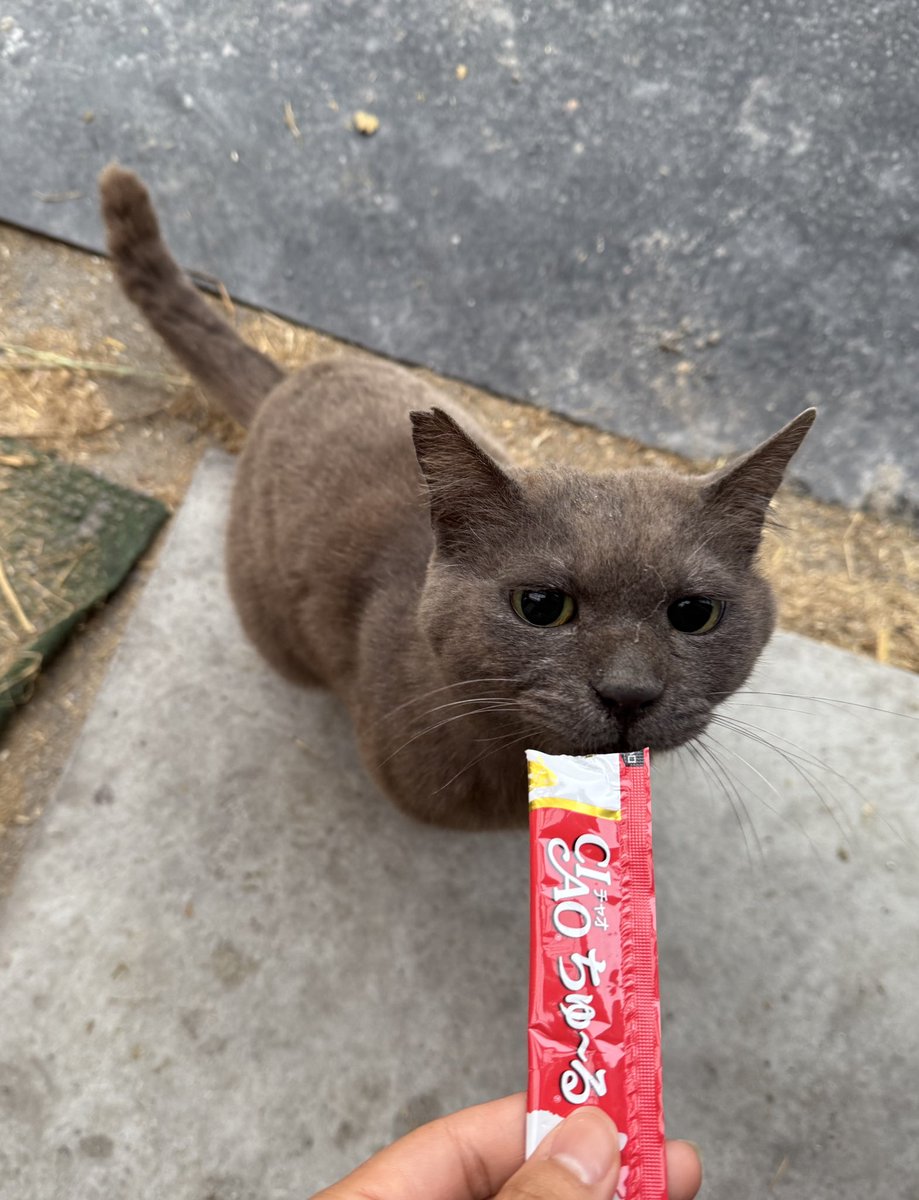 船橋開催最終日です🐴

本日は4頭出走します。

1R シュヴァルツボーイ号
5R エポカデルソーレ号
7R ラスジャン号
12R ディナトセレーネ号

応援よろしくお願いします✨

にゃーにちゅーるをあげてきました😺💕