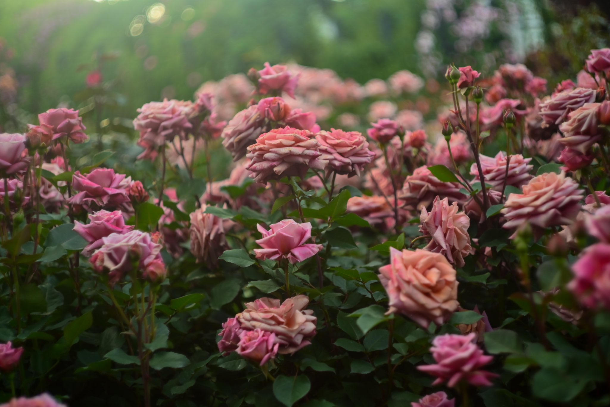 薔薇の下 Amazon.co.jp: バラの花咲く家 : 公文 健太郎: Japanese Books