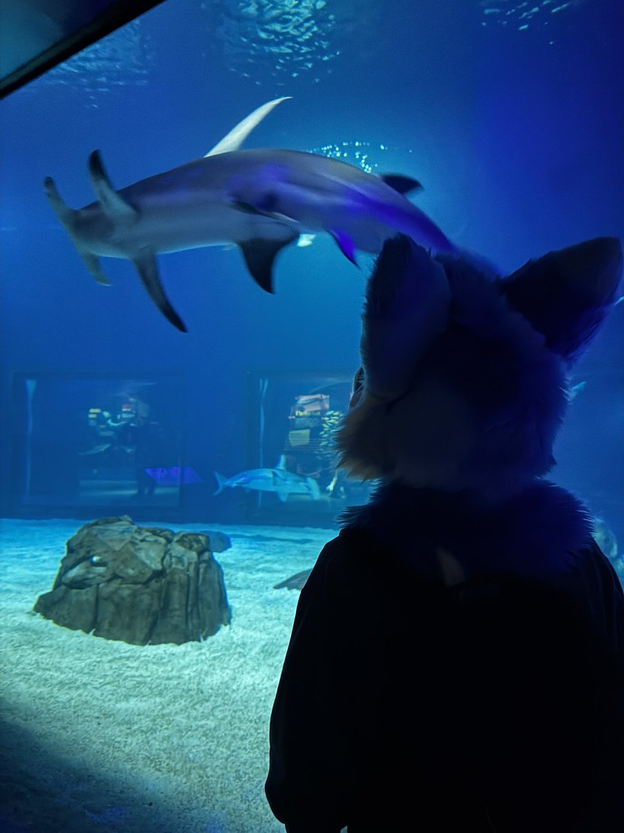 Me when. When. Me. A shar. Shark. Gummy shark irl 🦈 #FWA2025