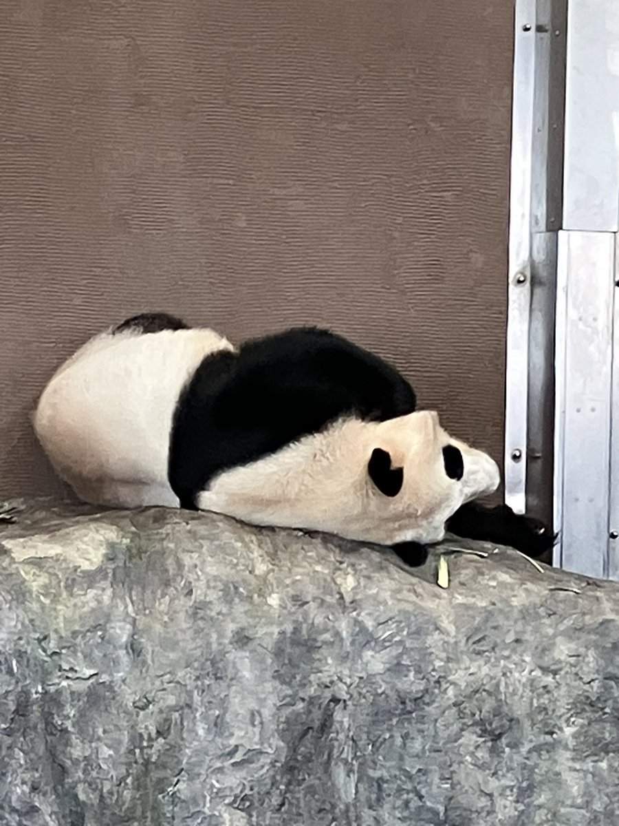 asn73x's tweet image. アドベンチャーワールド
PANDA LOVE
楓浜

PANDA LOVEに戻ってきたら… 

左表↔️右裏

ふうのひらき

2025.5.9
#アドベンチャーワールド 
#楓浜
#PANDALOVE