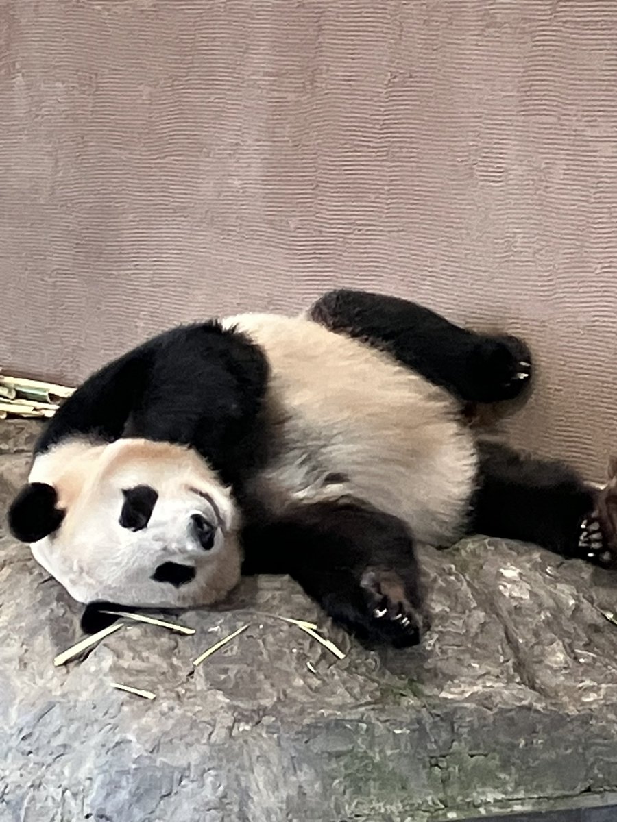 asn73x's tweet image. アドベンチャーワールド
PANDA LOVE
楓浜

PANDA LOVEに戻ってきたら… 

左表↔️右裏

ふうのひらき

2025.5.9
#アドベンチャーワールド 
#楓浜
#PANDALOVE