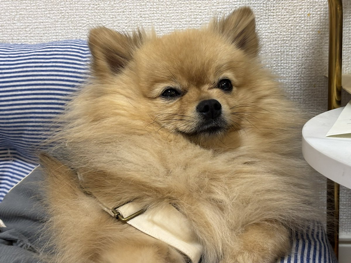 仕事でミスしたので、早くおうちに帰ってこのもふもふに埋まりたいです