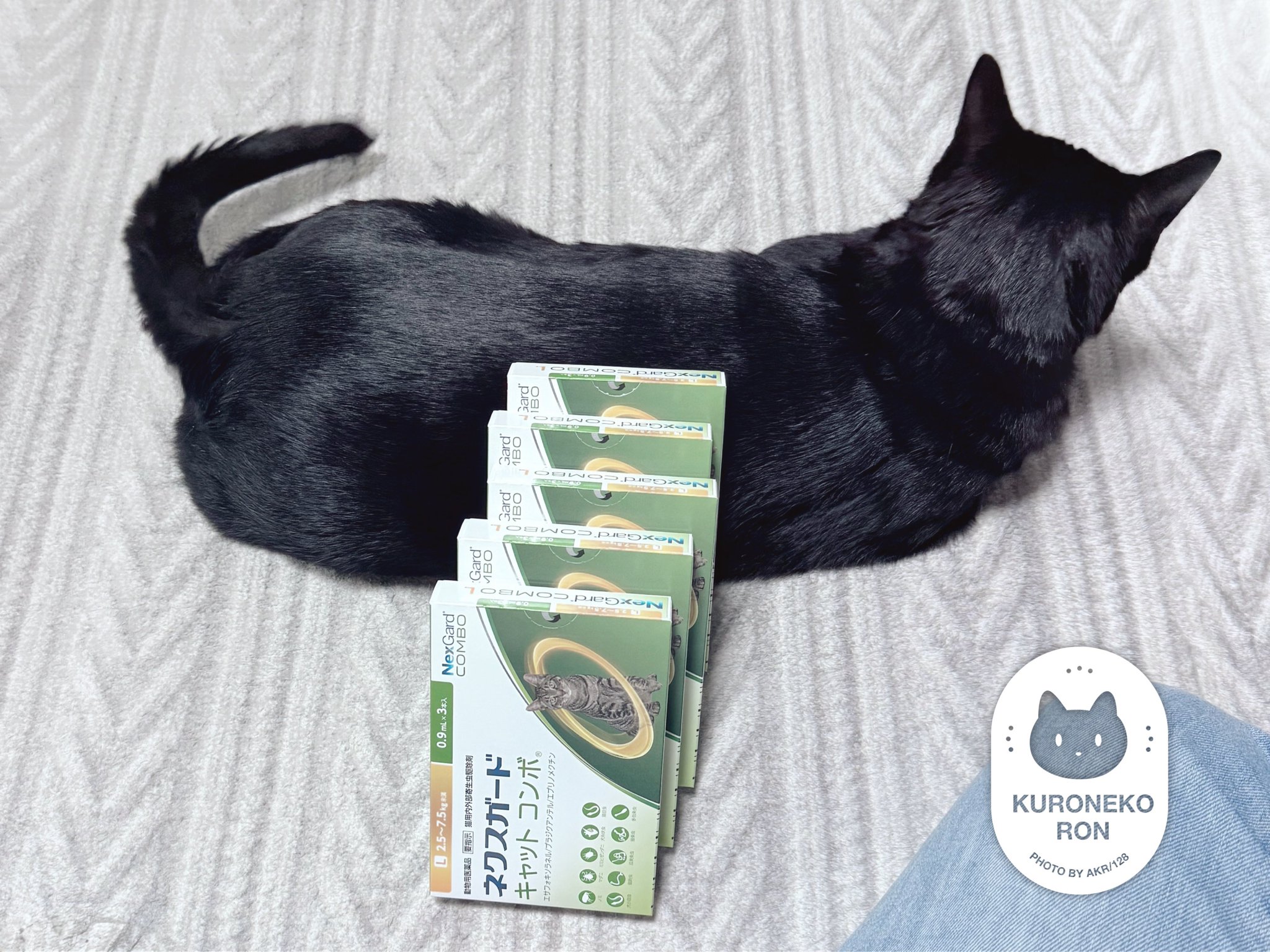 陰陽座 初期 会報 第零号 黒猫 Er 空想科学病人 紙とメモ紙 激レア 非売品 陰陽座 初期 会報 第零号 黒猫 Er 空想科学病人 紙とメモ紙 激