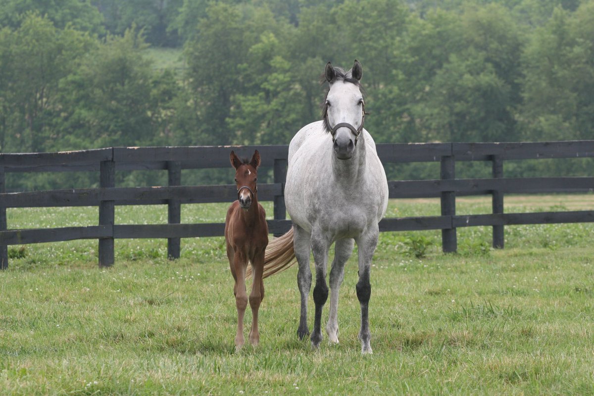 Javier I. Farache (@jfarache) on Twitter photo John <a href="/jstewartrr/">Jstewartrr</a> <a href="/resracingky/">Resolute Racing</a> do you know the name of this filly? She's your star mare, PUCA, born a few days ago in 2012. There she is next to his mother in <a href="/HiddenBrookKy/">Hidden Brook Farm</a> John <a href="/jstewartrr/">Jstewartrr</a> <a href="/resracingky/">Resolute Racing</a> do you know the name of this filly? She's your star mare, PUCA, born a few days ago in 2012. There she is next to his mother in <a href="/HiddenBrookKy/">Hidden Brook Farm</a>